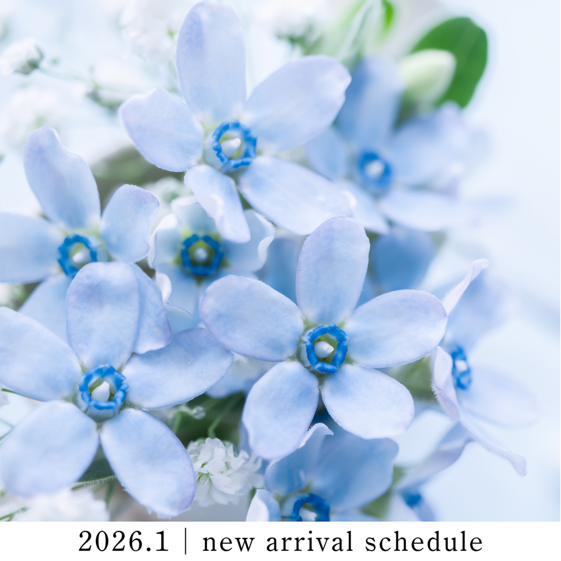 2026年1月｜新作・スケジュールのご案内｜M'ay & Haru Myu