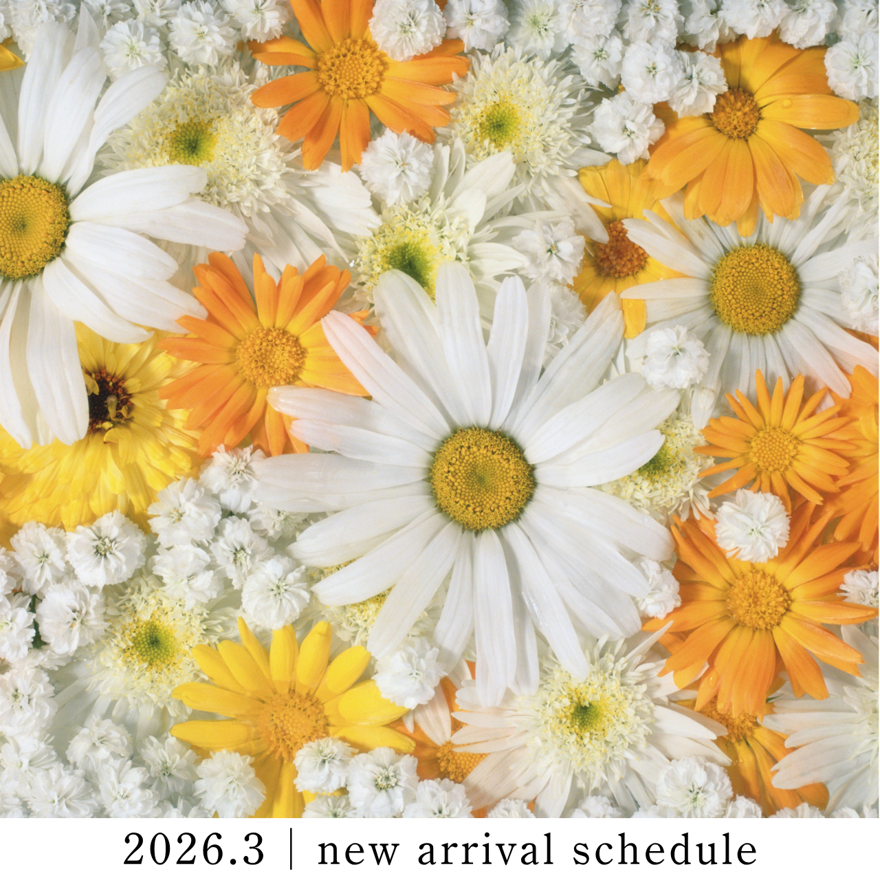 2026年3月｜新作・スケジュールのご案内