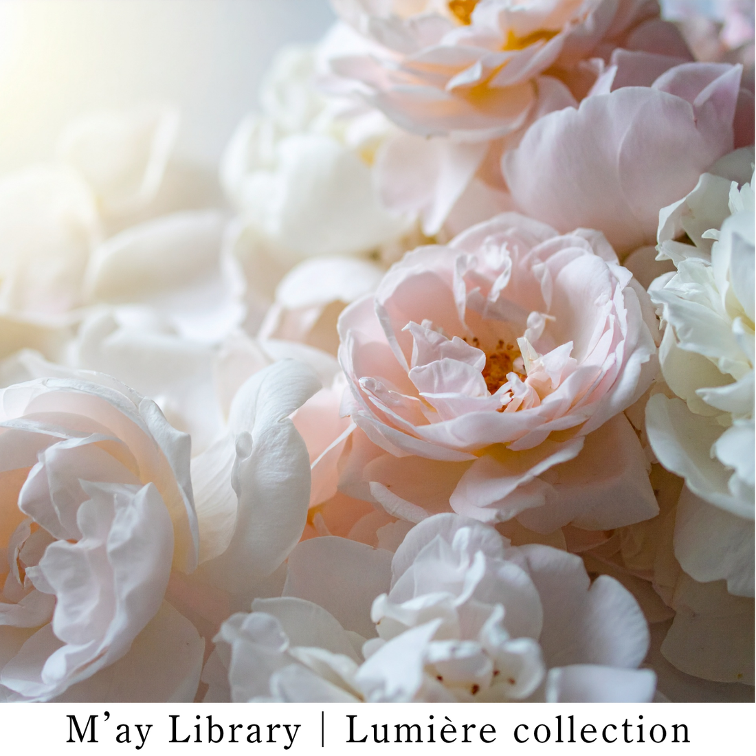 Lumière Collection