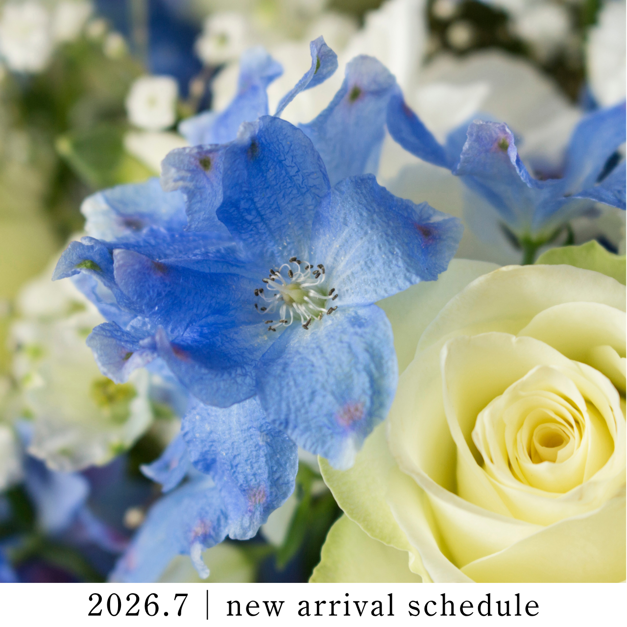 2026年7月｜新作・スケジュールのご案内