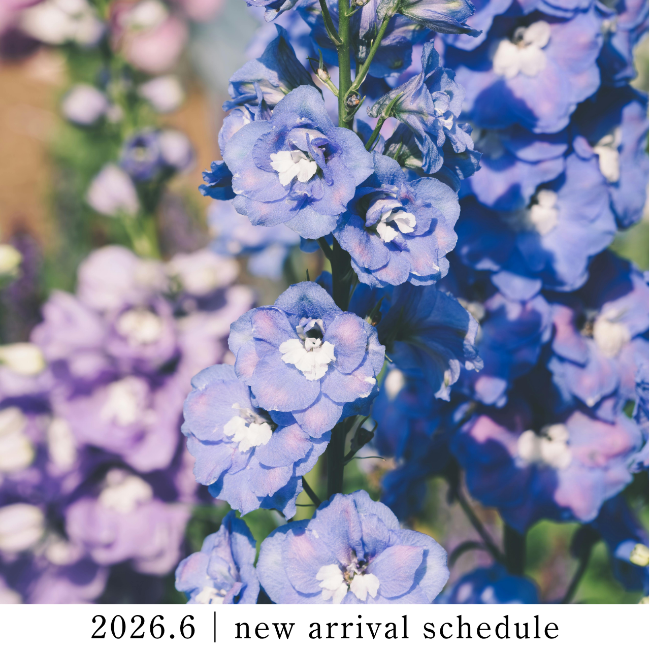 2026年6月｜新作・スケジュールのご案内