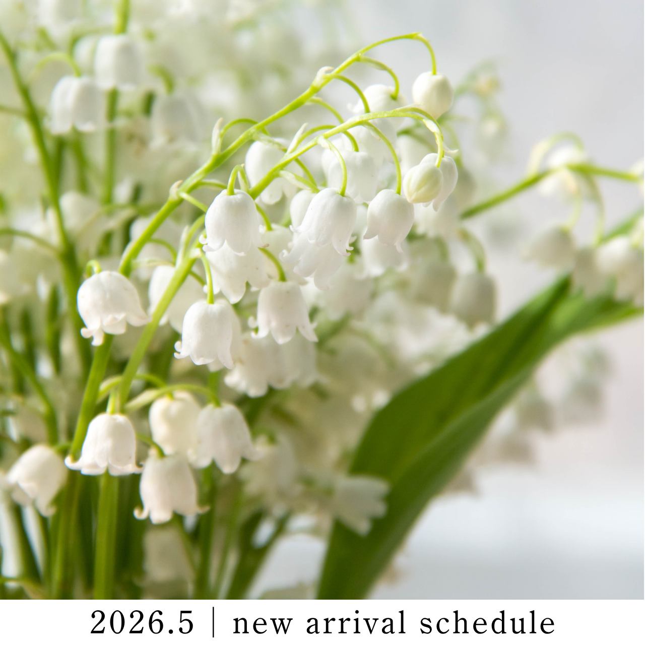 2026年5月｜新作・スケジュールのご案内